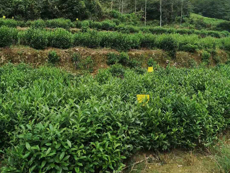 安康企业风采